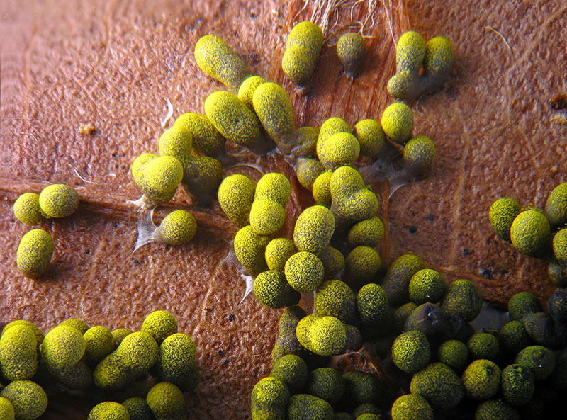 Physarum virescens